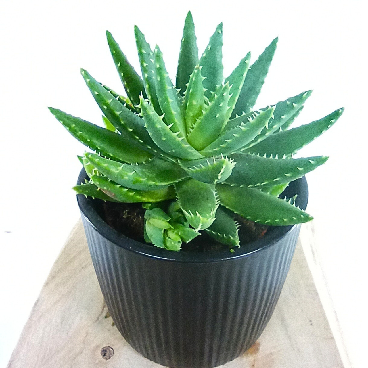 Short-leaved Aloe (Aloe brevifolia) C1,2