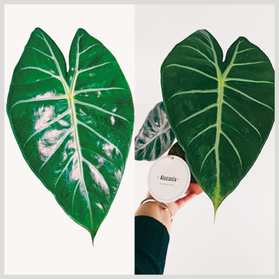 Alokazja Pink Dragon Alocasia C1,2