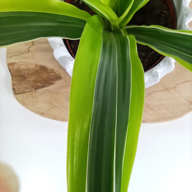 Dracena Lemon Lime C1,2