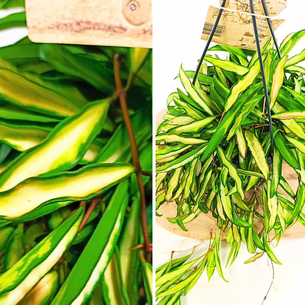 Hoya wayetii tricolor C1,4