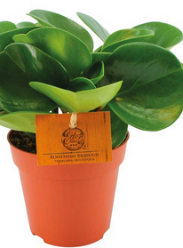 Peperomia obtusifolia C1,2