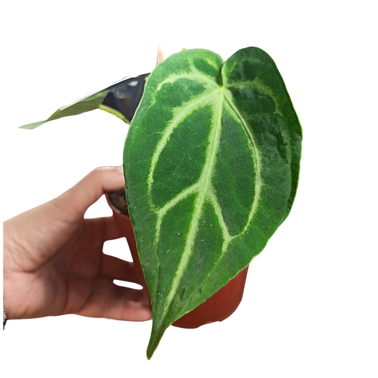 Anturium Magnificum Anthurium C1,2