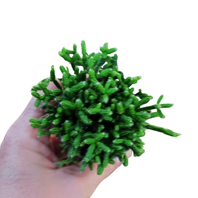 Patyczak Rhipsalis cereuscula C0,6