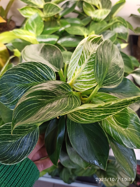 Filodendron Birkin Philodendron White Measure C1,2