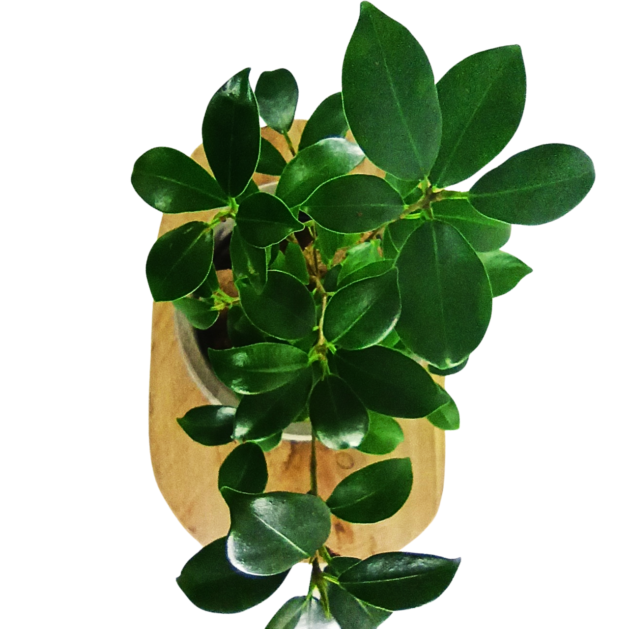 Aglaonema Peach Pearl C1,2