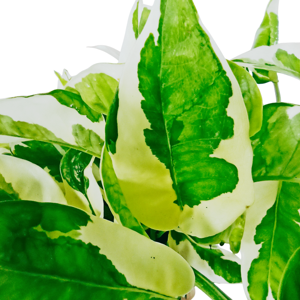 Epipremnum pinnatum N'JOY C0,9