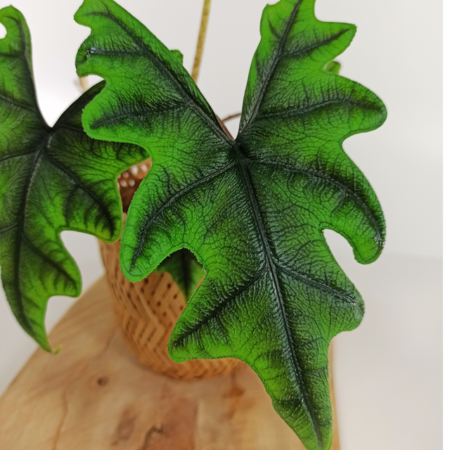 Aglaonema Peach Pearl C1,2