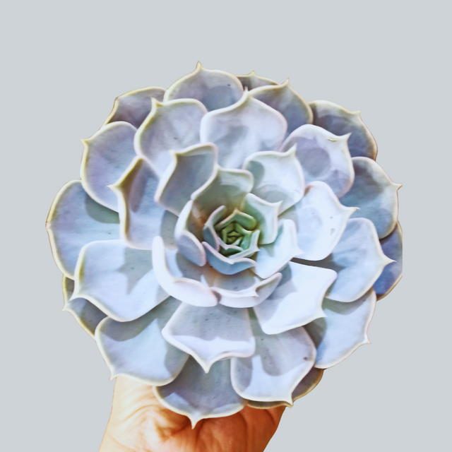Eszeweria lilacina Echeveria C1,0