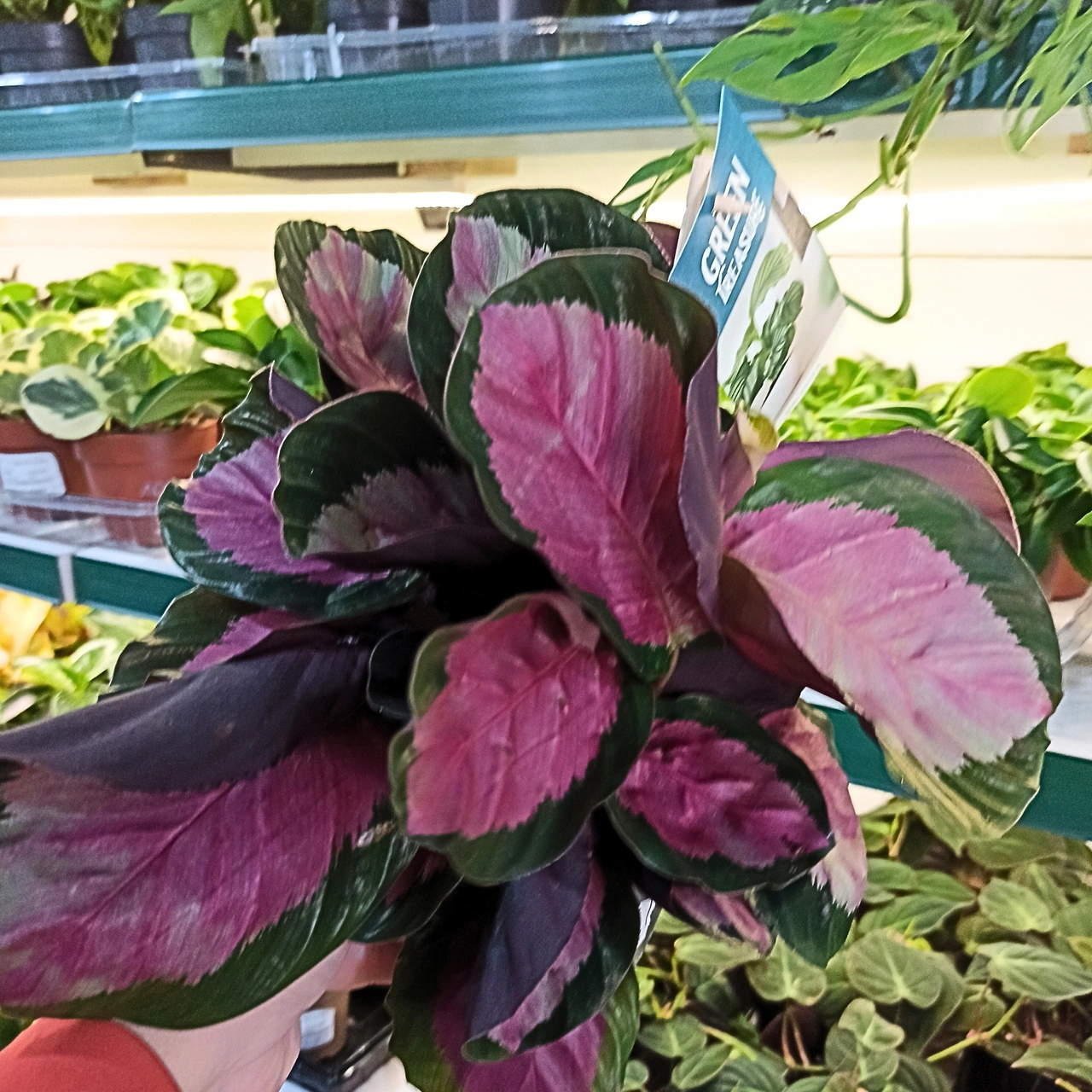 Calathea Roseopicta Rosy C1,2