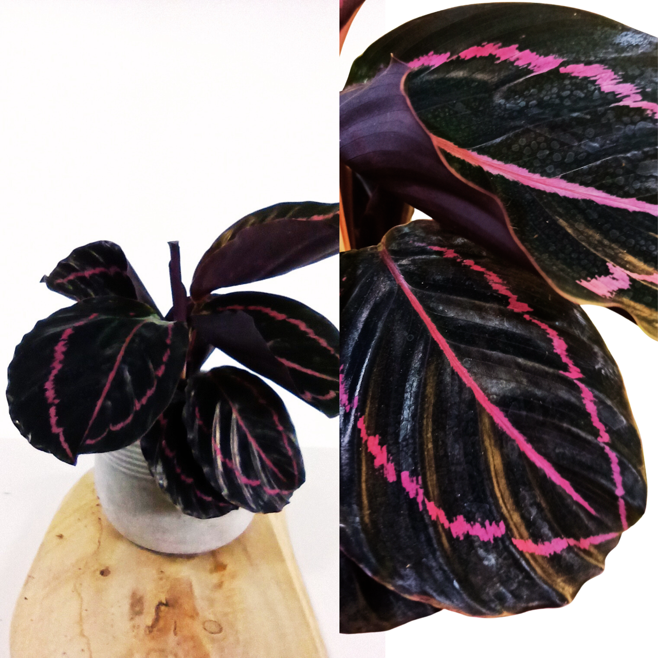Kalatea Roseopicta Dottie Calathea C1,2