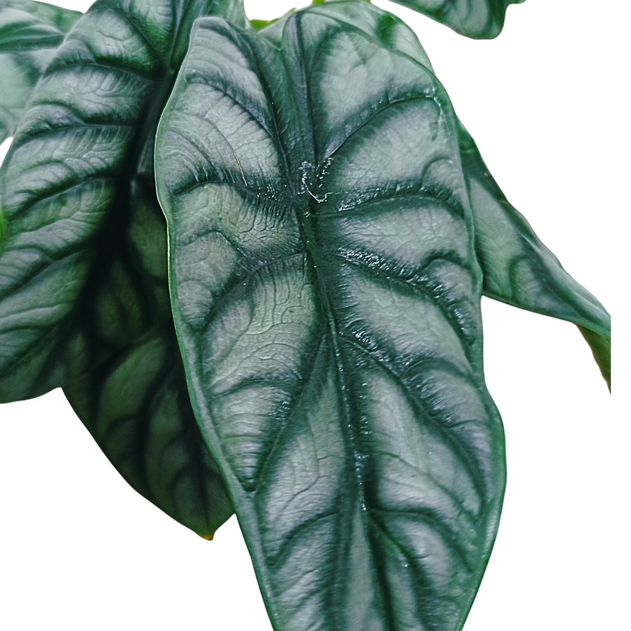 Alokazja Silver Dragon Alocasia C1,2