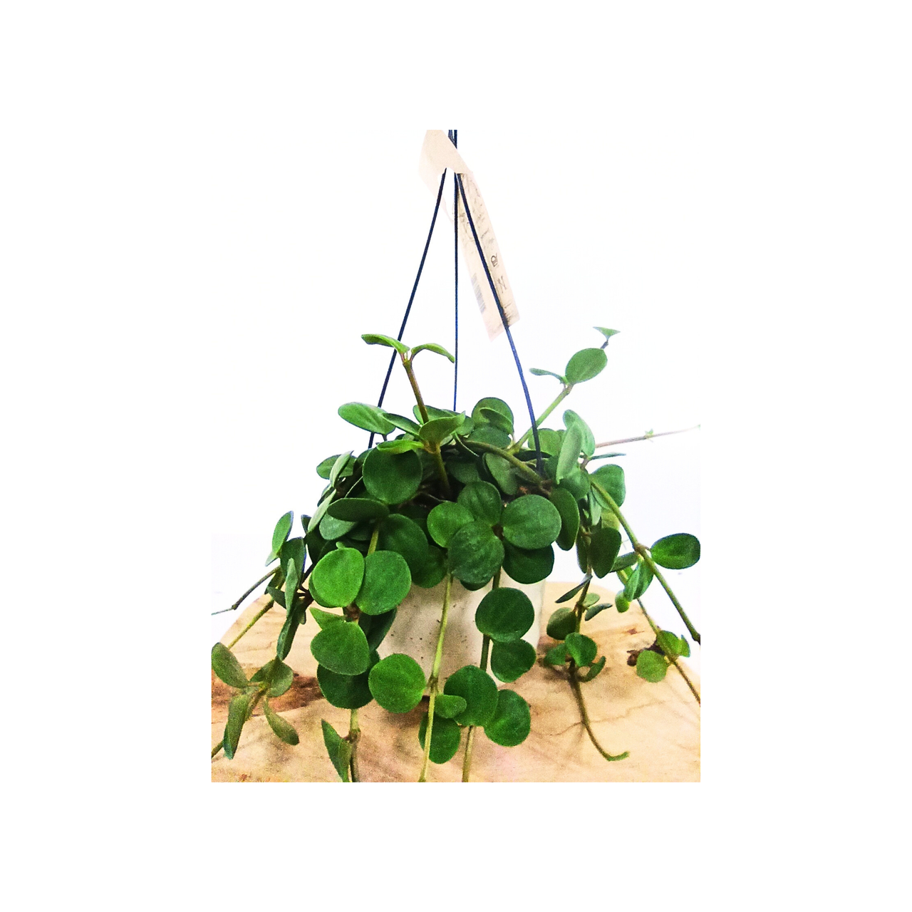 Peperomia tetraphylla Hope C1,4