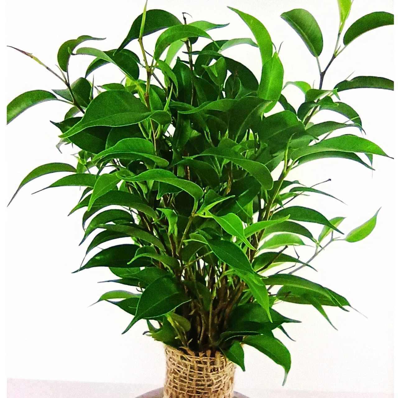 Ficus benjamina C1,2