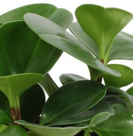 Peperomia Green Gold C1,2