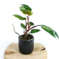Philodendron White Knight C1,2