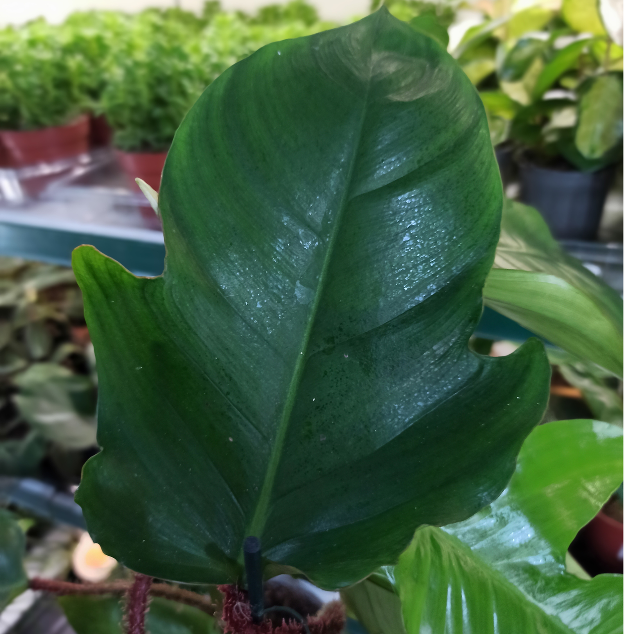 Filodendron squamiferum Philodendron C1,2