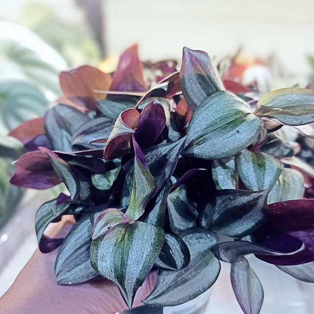 Trzykrotka Zebrina Tradescantia C1,2