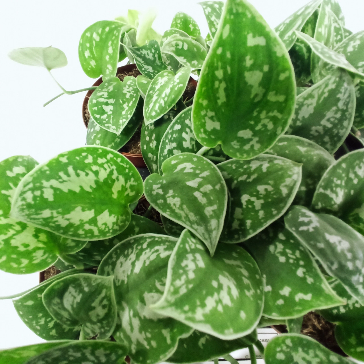 Scindapsus pictus Argyraeus C1,2