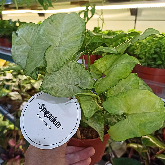 Syngonium White Butterfly Zroślicha C1,2