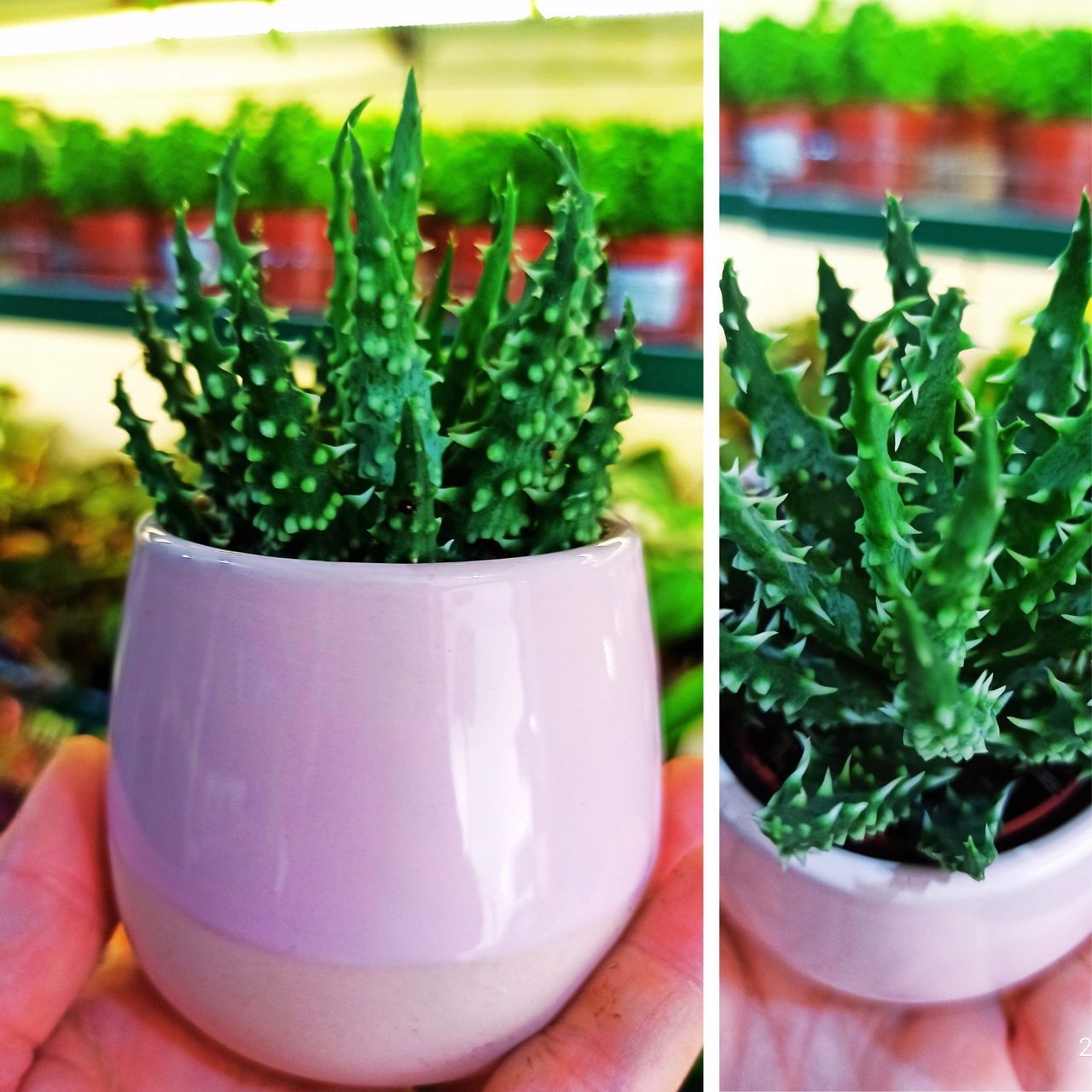 Der niedrige Aloe (Aloe humilis) C0,6