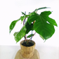 Philodendron squamiferum C1,2