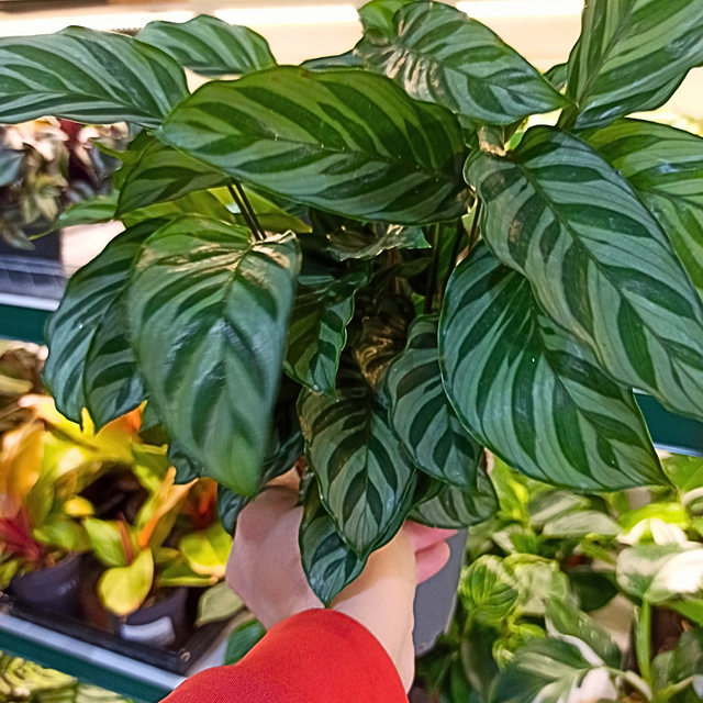 Kalatea Freddie Calathea C1,2