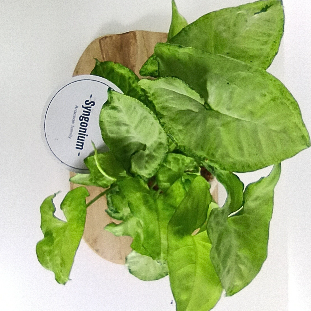 Syngonium White Butterfly C1,2