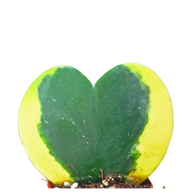 Aglaonema Peach Pearl C1,2