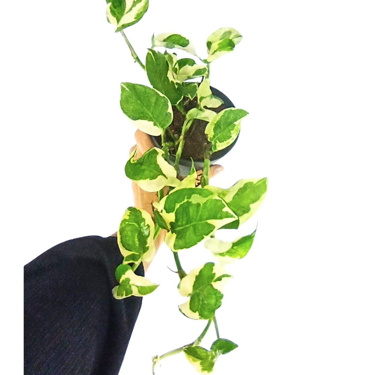 Epipremnum pinnatum N'JOY C0,9