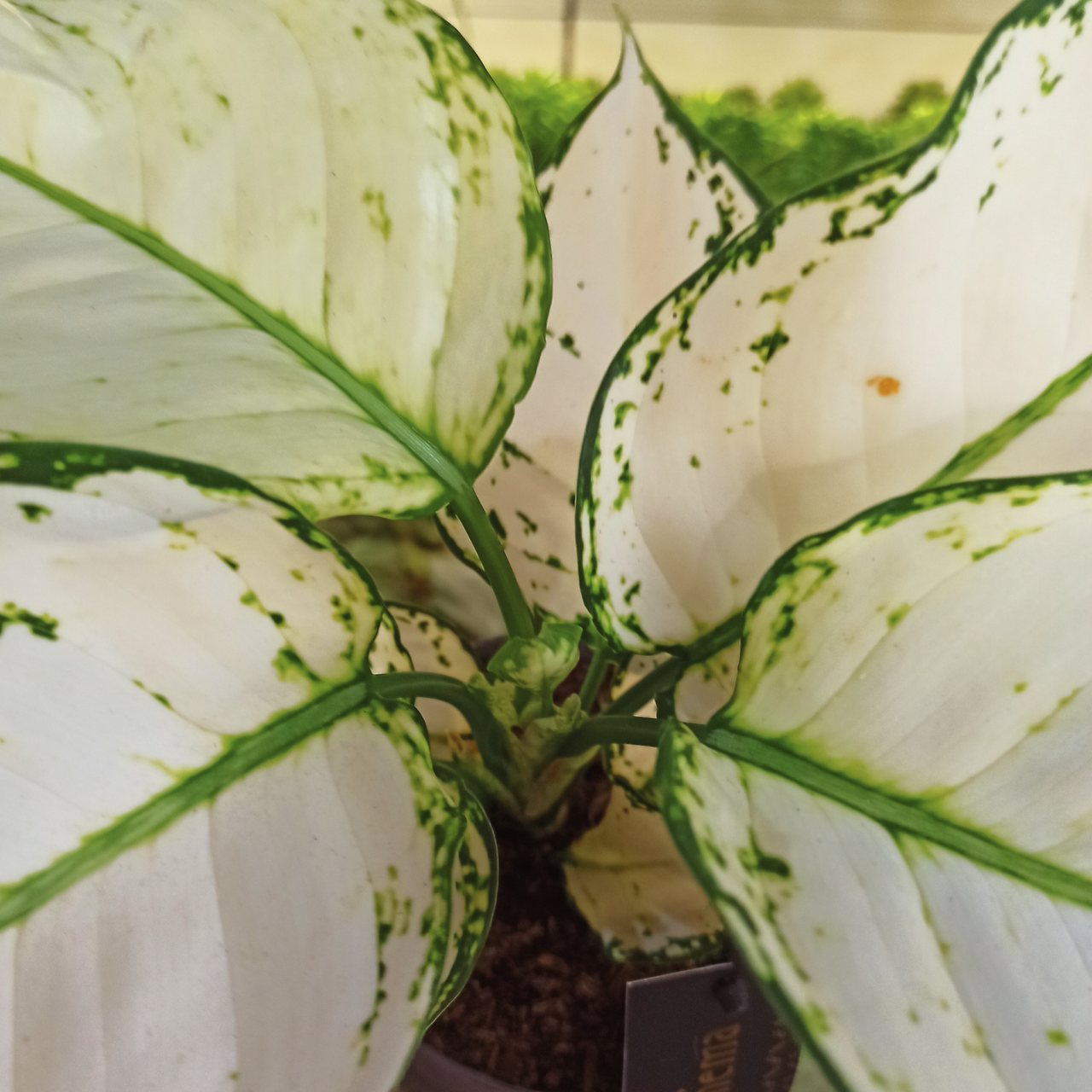 Aglaonema White Joy C1,2