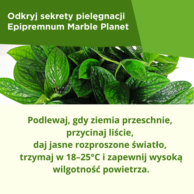 Epipremnum Marble Planet C1,2