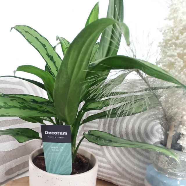 Aglaonema Cutlass C1,2