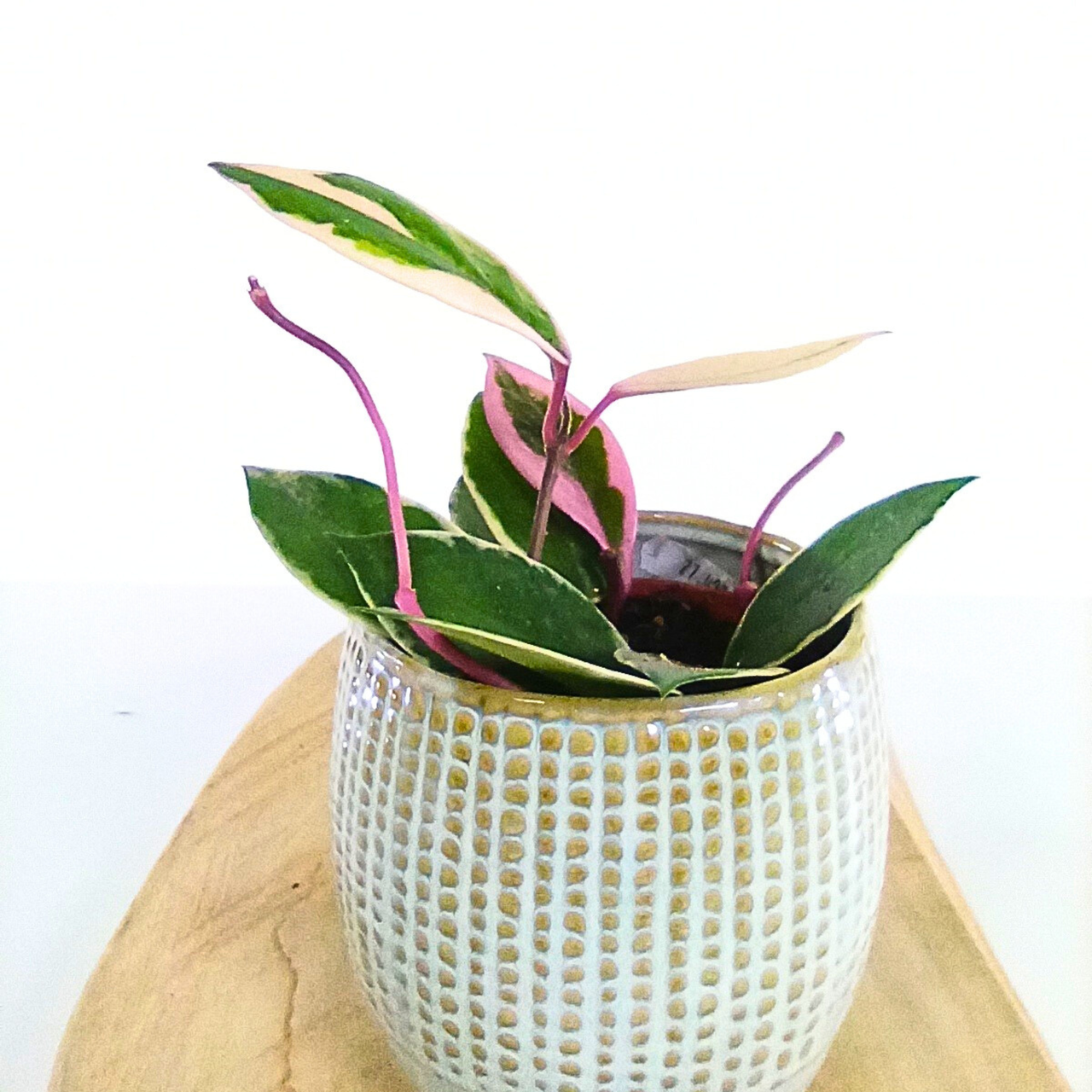 Aglaonema Peach Pearl C1,2