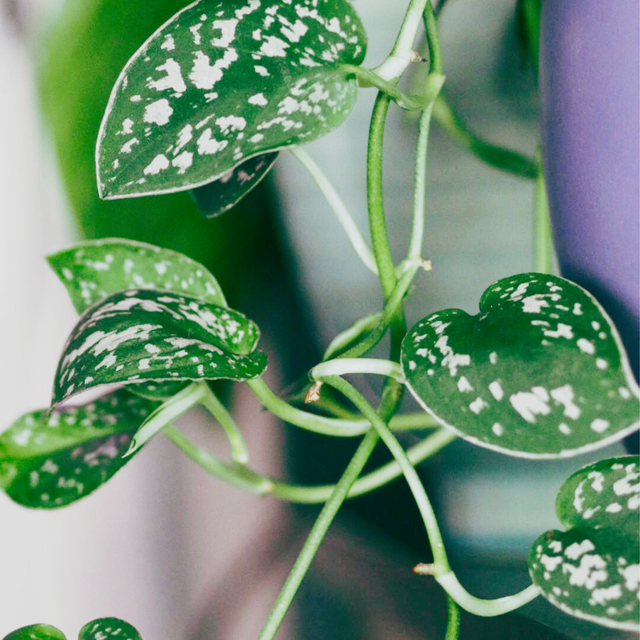 Scindapsus pictus Argyraeus C1,2