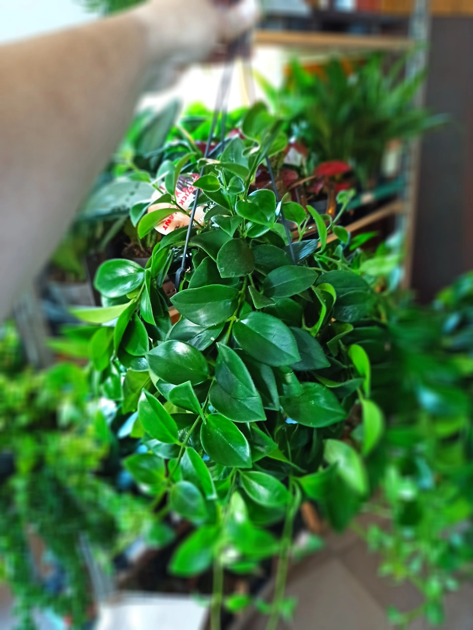 Aeschynanthus Mona Lisa C1,2