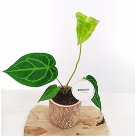 Anturium Magnificum Anthurium C1,2