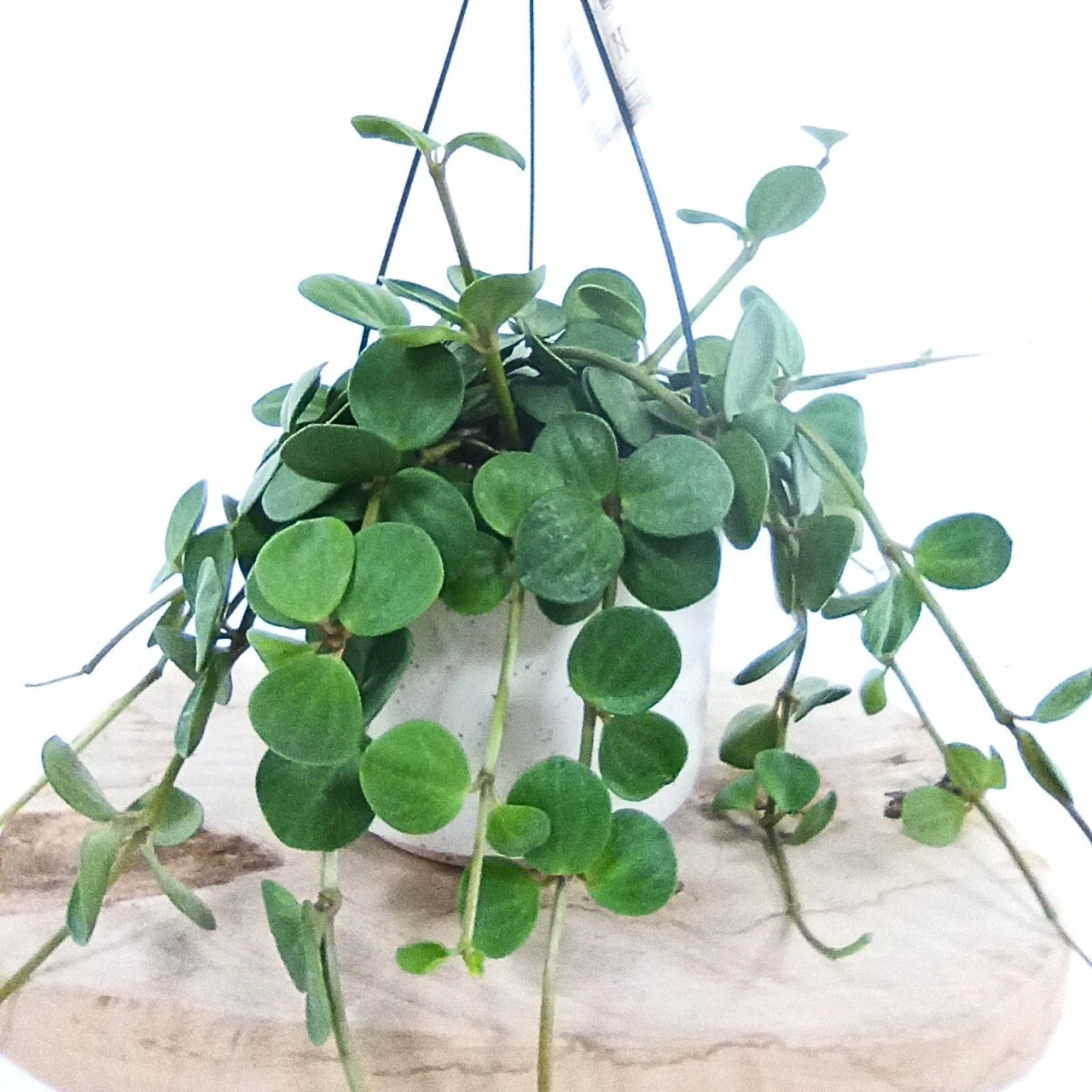 Peperomia tetraphylla Hope C1,4