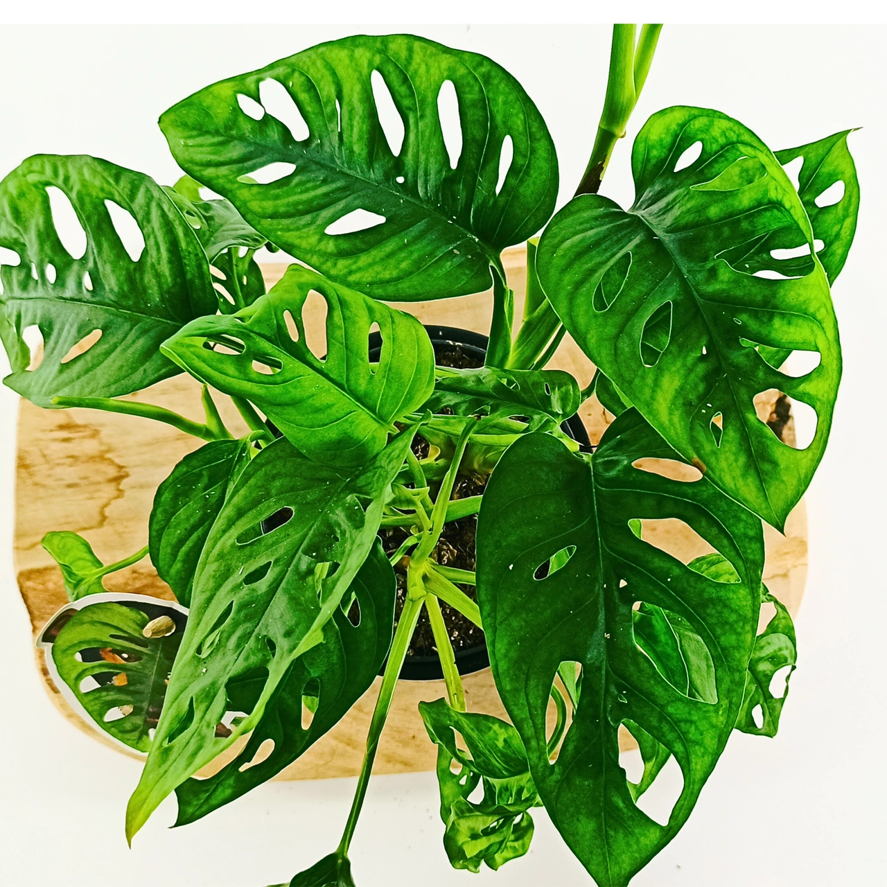 Aglaonema Peach Pearl C1,2