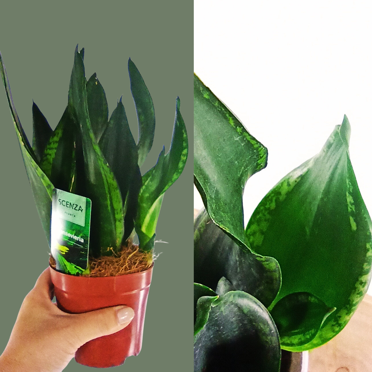 Sansevieria Silver Flame C1,2