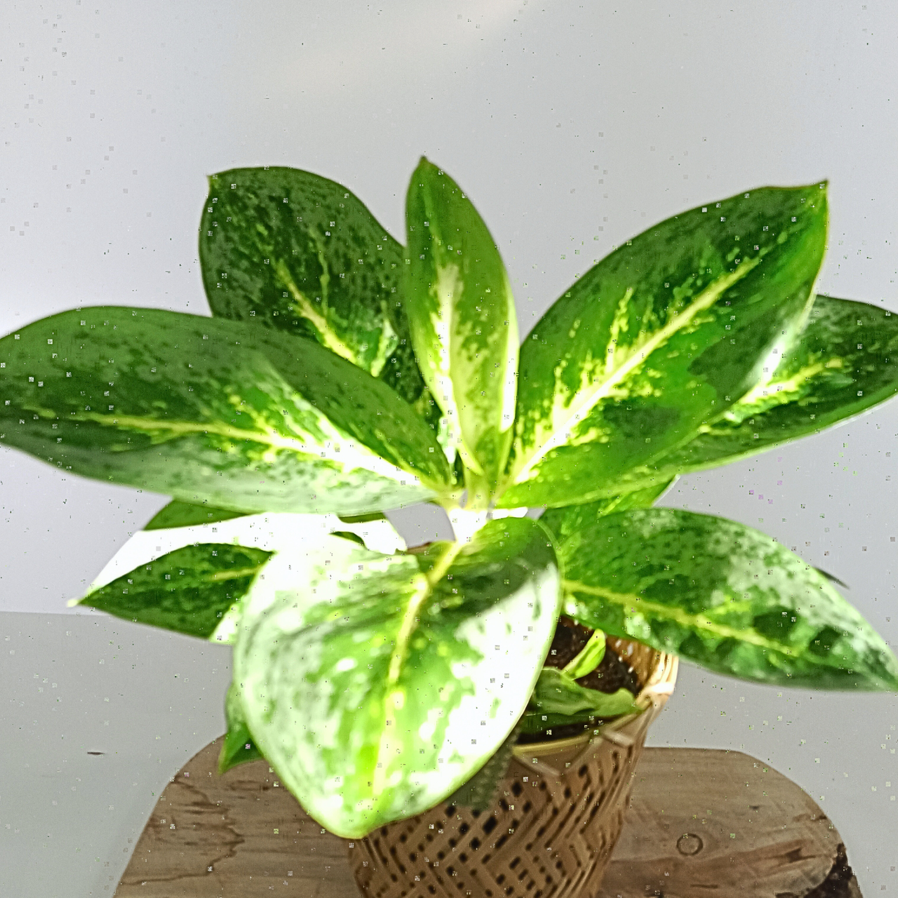 Aglaonema Lemon Mint C1,2