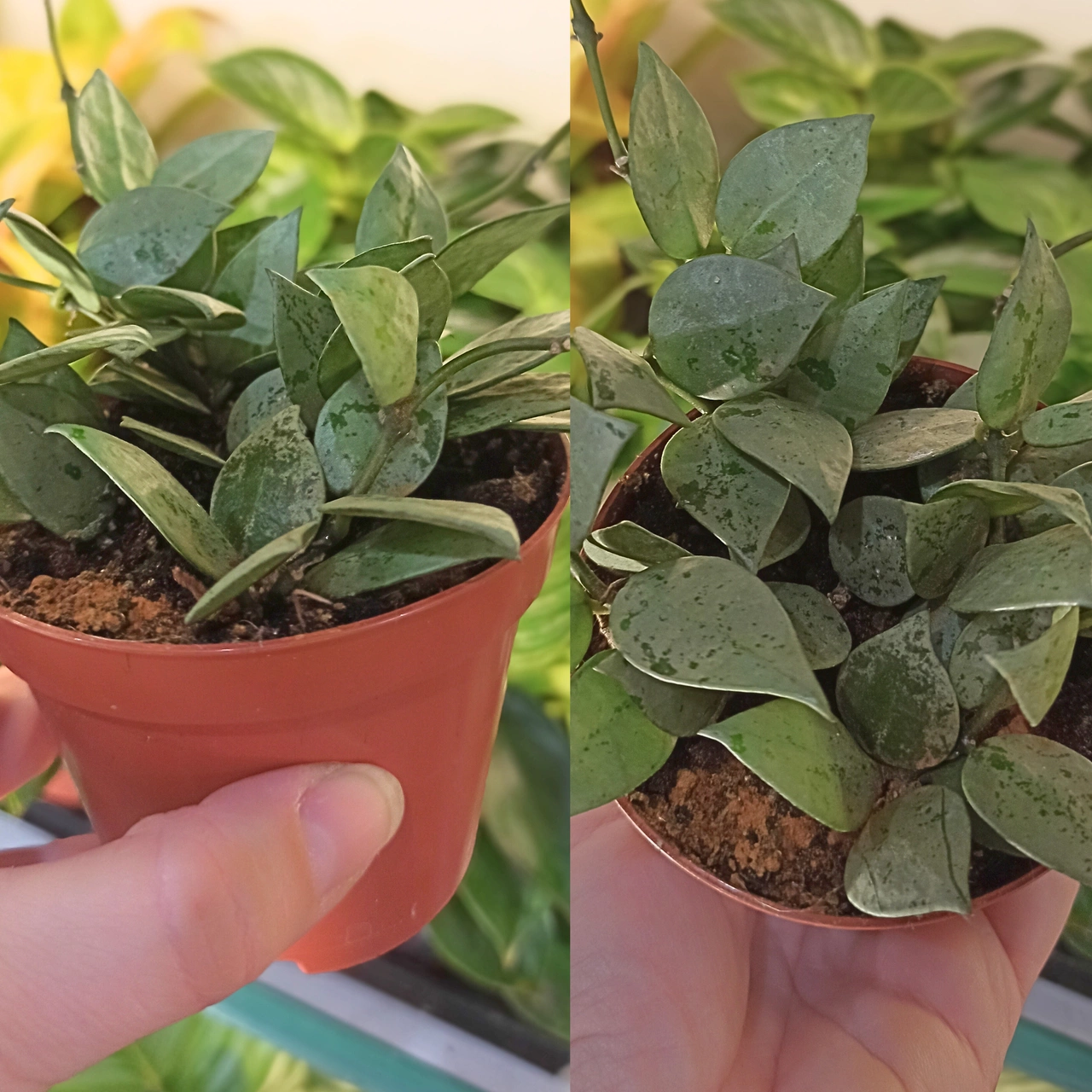 Hoya krohniana Eskimo C0,9