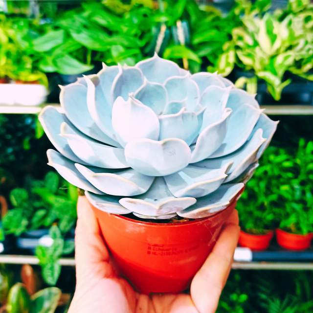 Eszeweria lilacina Echeveria C1,0