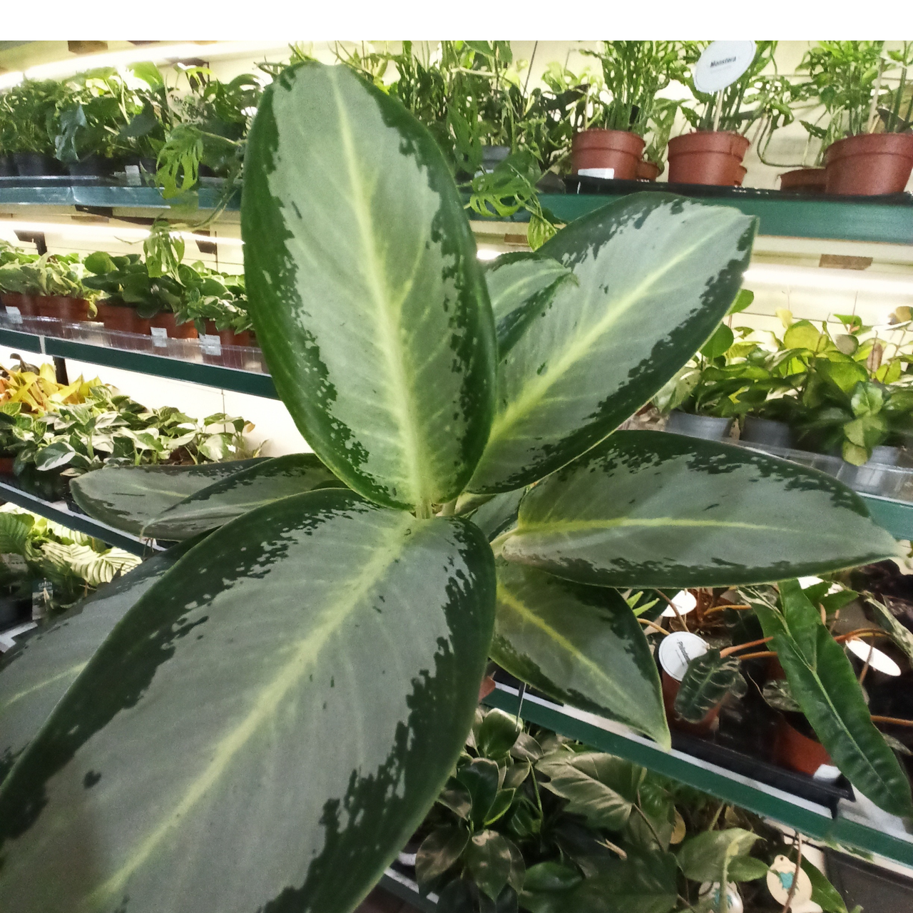 Aglaonema Peach Pearl C1,2