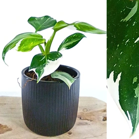 Aglaonema Peach Pearl C1,2