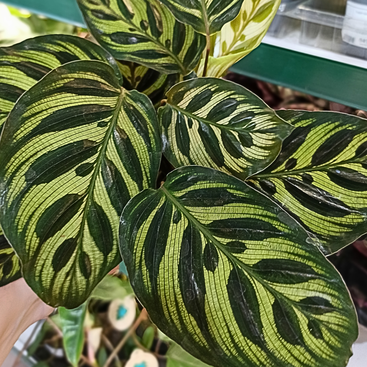 Kalatea Makoyana Calathea C1,2