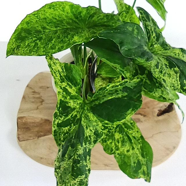Syngonium Mottled C1,2