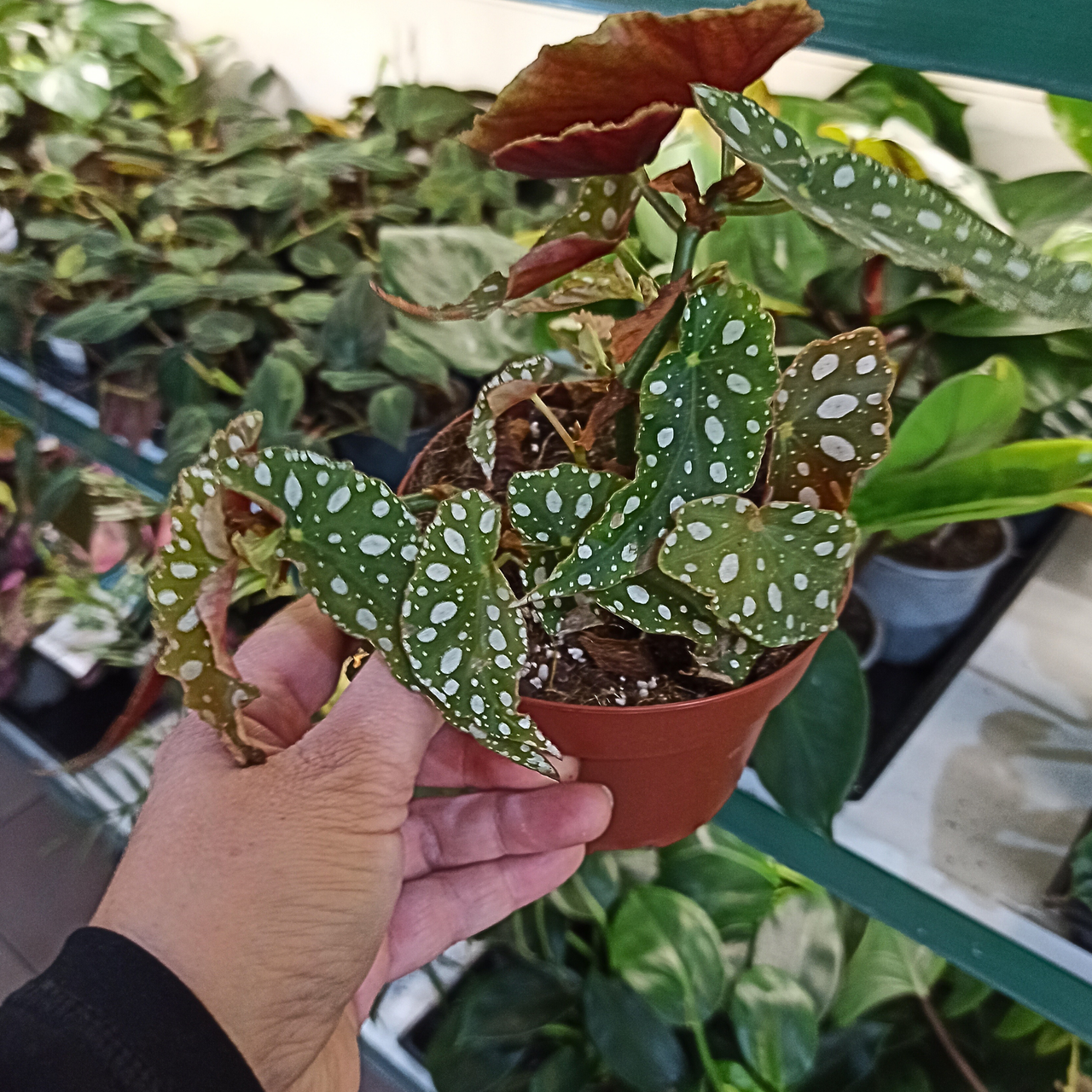 Begonia maculata Wighii C1,2
