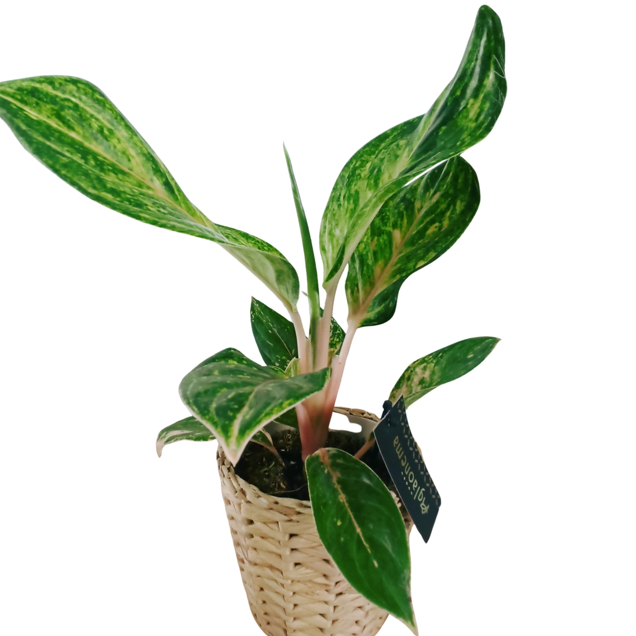 Aglaonema Peach Pearl C1,2