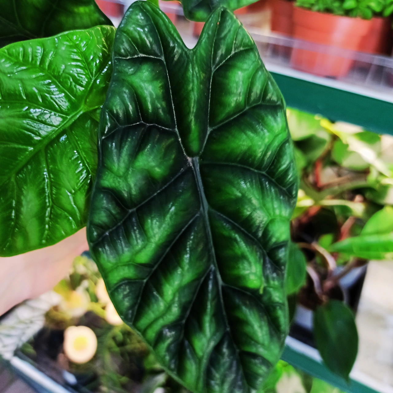 Alocasia Sinuata C1,2