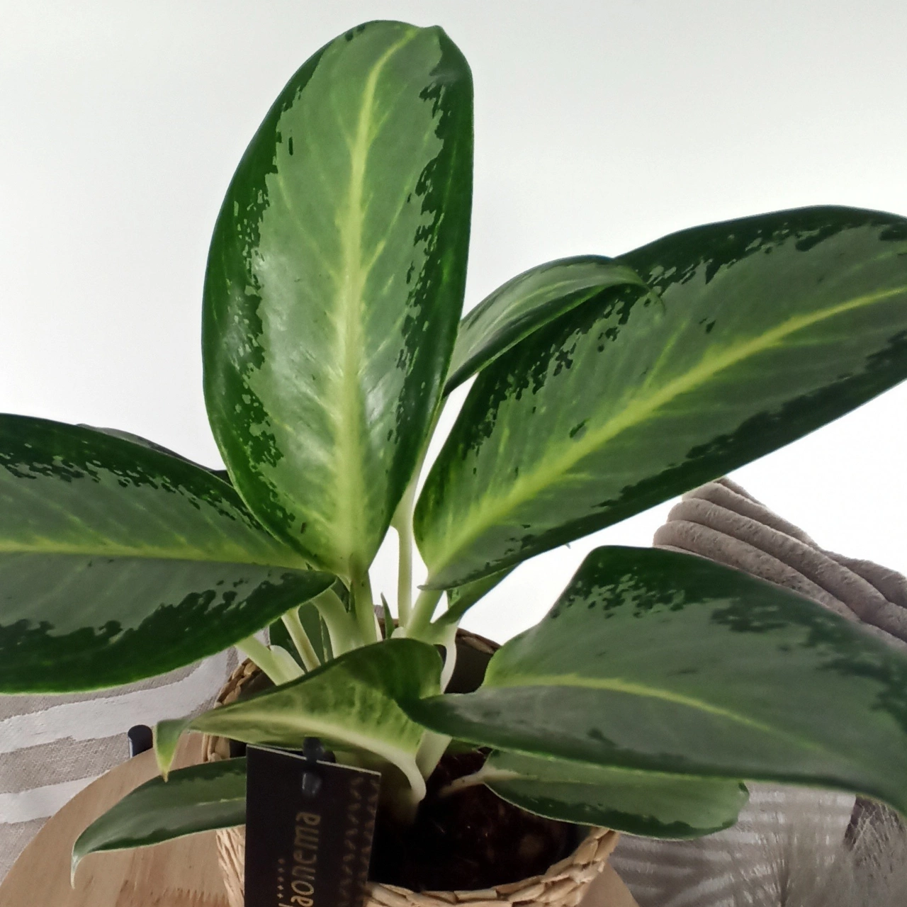 Aglaonema Peach Pearl C1,2